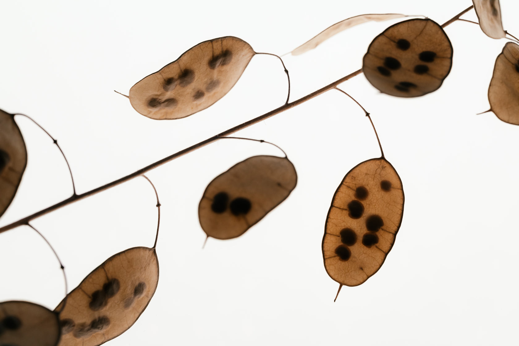 Translucent Seed Pods Backlit Minimal Botanical Pattern